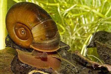 Как происходит