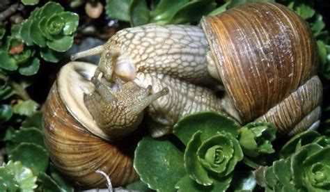 Как происходит размножение улиток: интересные факты и советы для аквариумистов