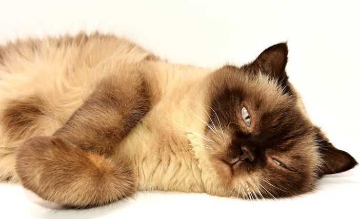 Как распознать беременность кошки: признаки и симптомы