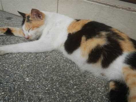 Проведение беременности кошки