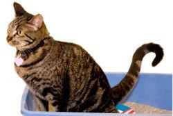 Советы по диагностике и лечению