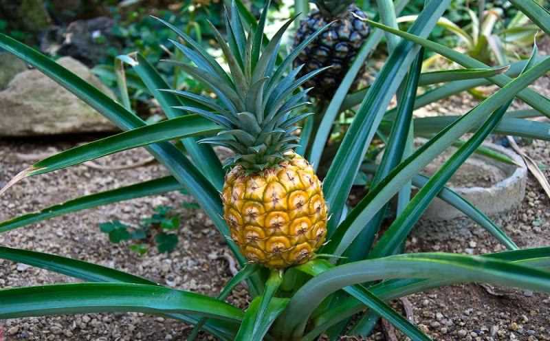Как посадить ананас?