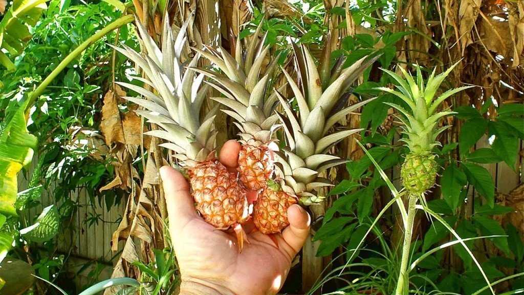 Стадии развития ананасового растения