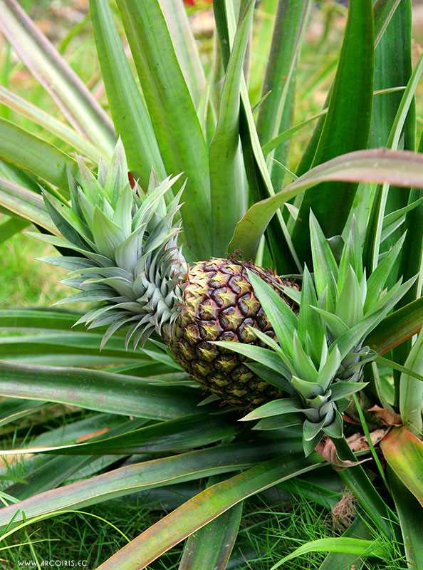 Как растут ананасы: стадии развития и уход за растением