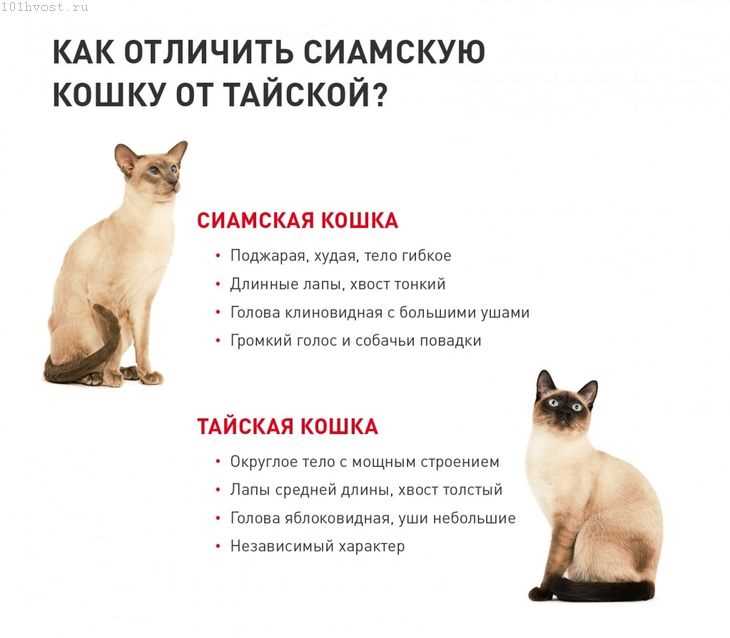 Как различить кота и кошку: основные отличия и признаки Как различить кота и кошку: основные отличия и признаки