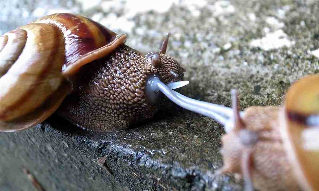 Улитка - насекомое или животное? Разбираем вопрос по классификации
