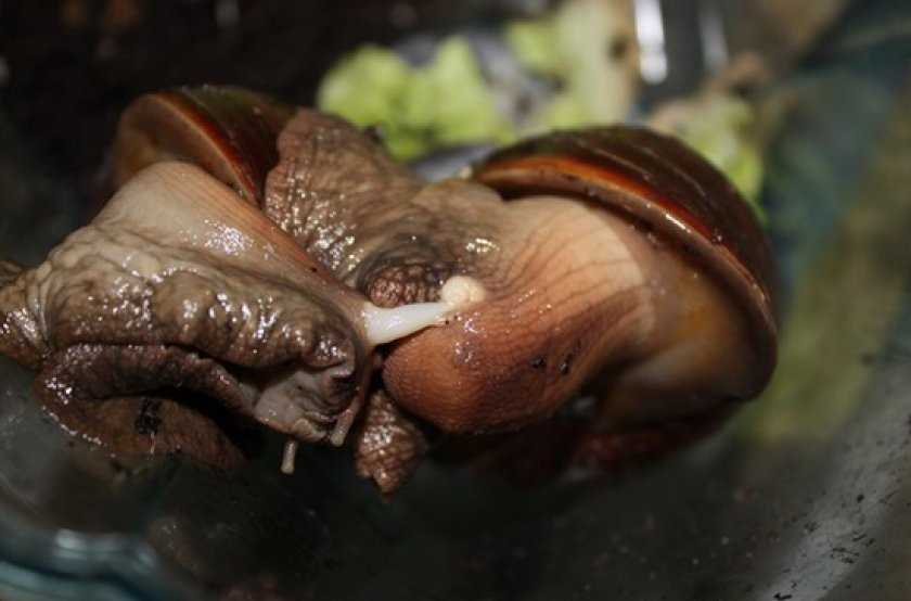 Улитки в аквариуме: популярные виды для содержания