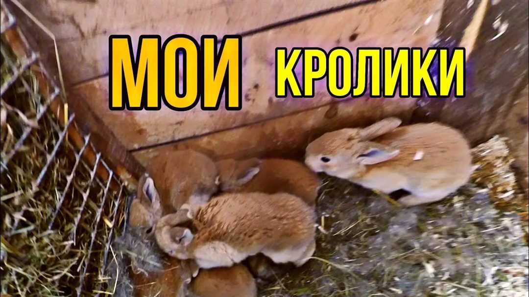 Как разводить кроликов: подробный гайд для начинающих
