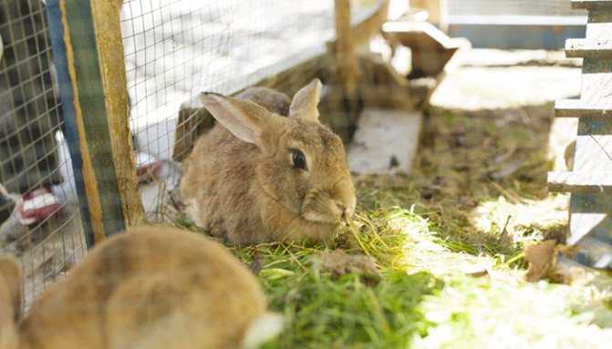 Возраст для разведения кроликов