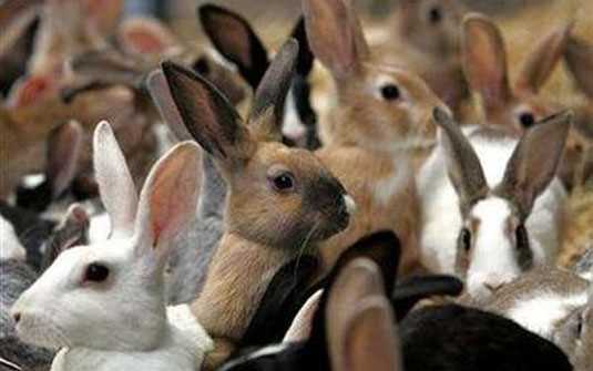 Как разводить кроликов в домашних условиях: советы по уходу за животными