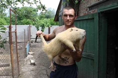 Основные породы нутрий и их характеристики