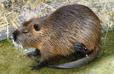 Как разводить нутрий в домашних условиях для начинающих: пошаговое руководство