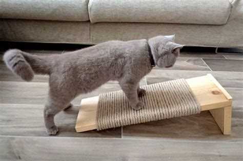 Как правильно играть с кошкой