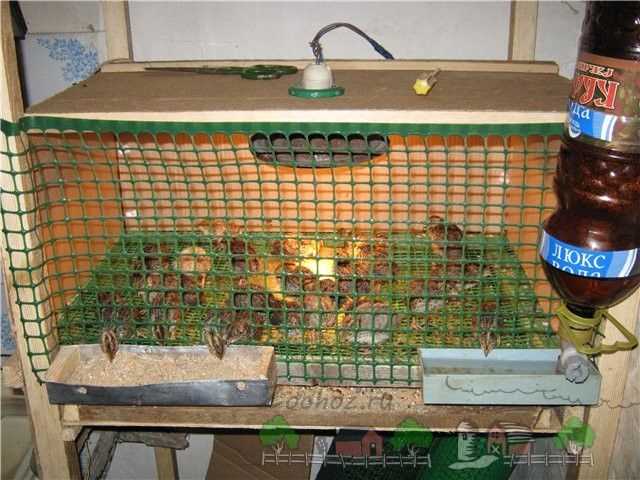 Как сделать клетку для перепелов своими руками: пошаговая инструкция
