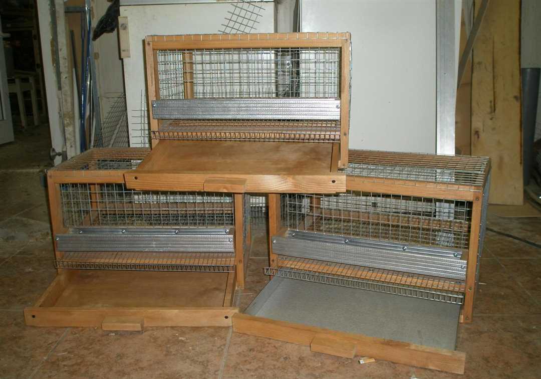 Что нужно для комфортного содержания птиц в клетке?