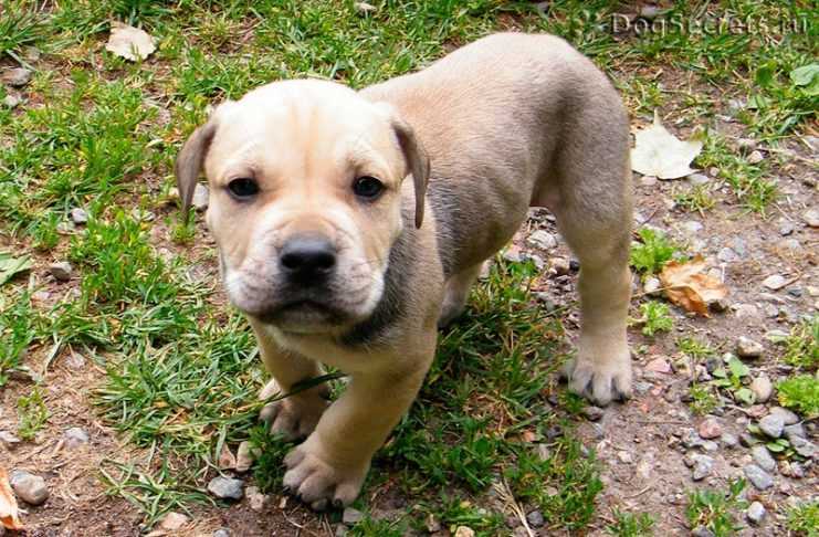 Как сделать красивое фото ка де бо: советы и примеры