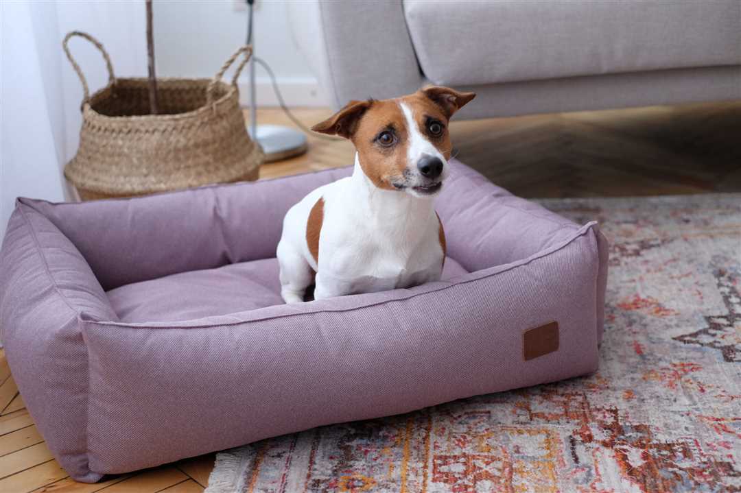 Как сделать лежанку для собаки своими руками: пошаговая инструкция