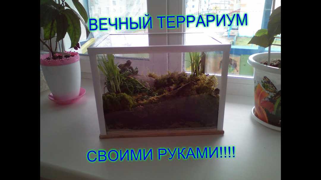 Как сделать террариум своими руками: пошаговая инструкция для начинающих