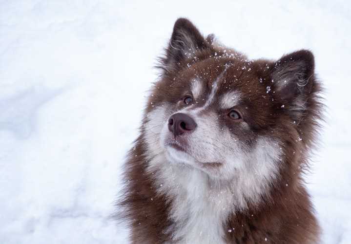 Привычки собак при движении в пространстве