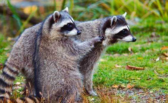 Как содержать енотов в домашних условиях: полезные советы Как содержать енотов в домашних условиях: полезные советы
