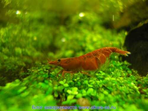 Как содержать креветок в аквариуме: правила, рекомендации и советы Как содержать креветок в аквариуме: правила, рекомендации и советы