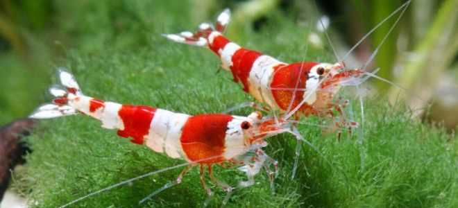 Красные креветки