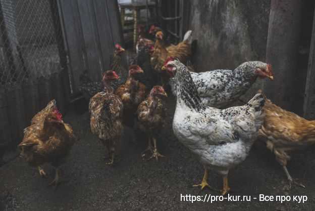 Как правильно осуществлять уход за курами-несушками