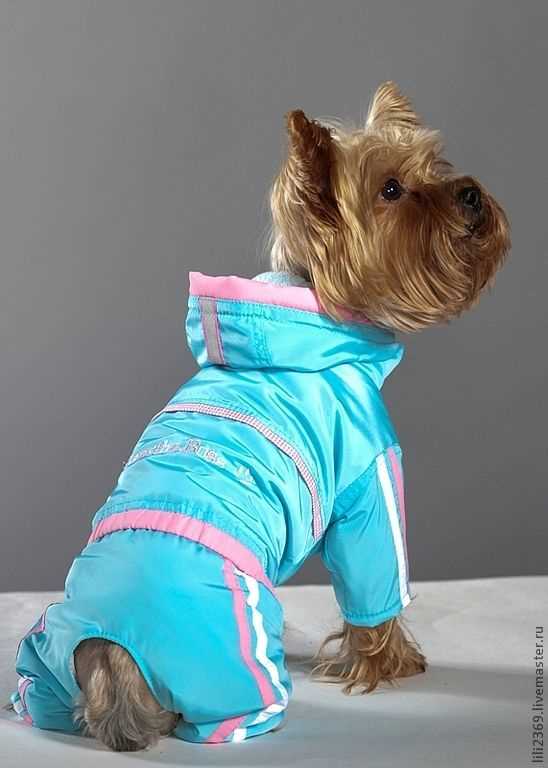 Как сшить одежду для собаки: советы и рекомендации