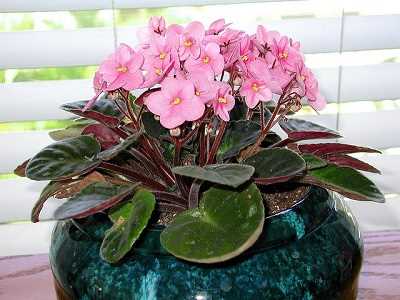 Почему листья желтеют и опадают