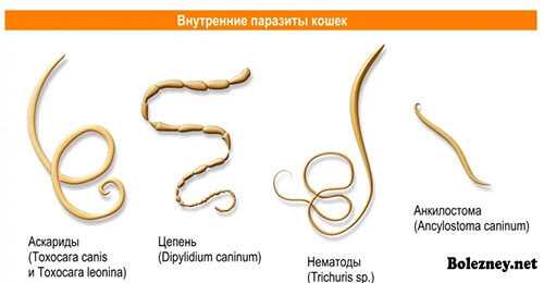 Как определить, что у кошки глисты