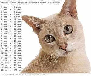 С помощью ленты