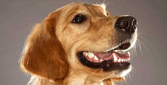 Способность учиться и запоминать