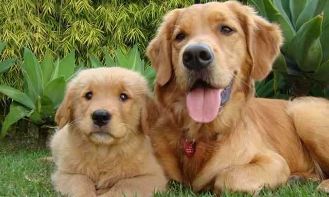 Как узнать возраст собаки: 5 методов определения