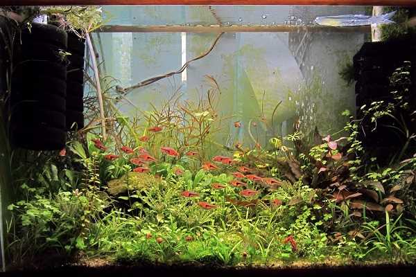 Учитывайте нужды рыбок