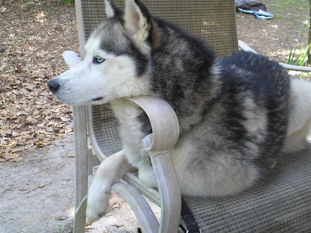 Как выбрать и создать идеальный вольер для хаски: советы и рекомендации Как выбрать и создать идеальный вольер для хаски: советы и рекомендации