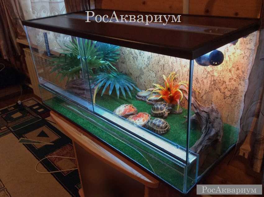 Как выбрать и устроить идеальный террариум для сухопутной черепахи: советы опытного владельца