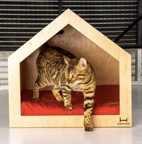 Как выбрать идеальный домик для кошек: советы по выбору и использованию Как выбрать идеальный домик для кошек: советы по выбору и использованию