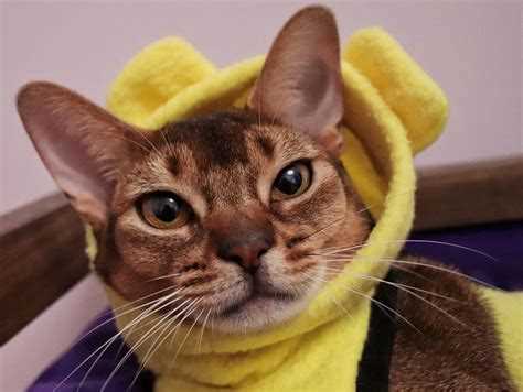 Как выбрать идеальную кличку для кошки: советы и идеи