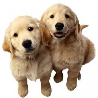 Выбор клички на основе внешности собаки