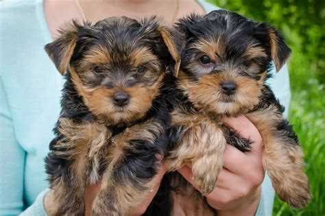 Как выбрать идеальную кличку для собаки девочки: советы и рекомендации