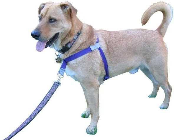 Лучшие производители шлеек для собак