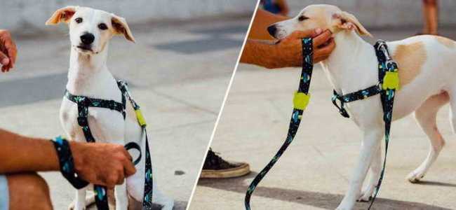 Как выбрать идеальную шлейку для собаки: сравнение разных видов и рекомендации
