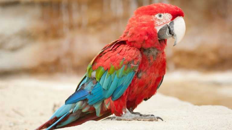 Обращайте внимание на произношение