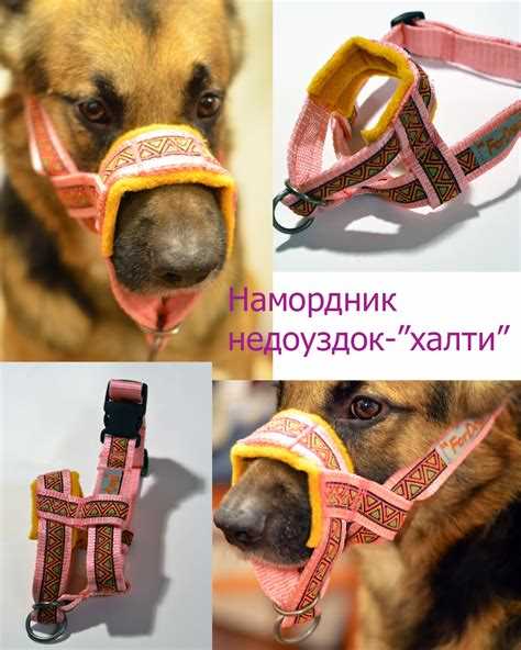 Как выбрать правильный намордник для собаки: виды и советы Как выбрать правильный намордник для собаки: виды и советы