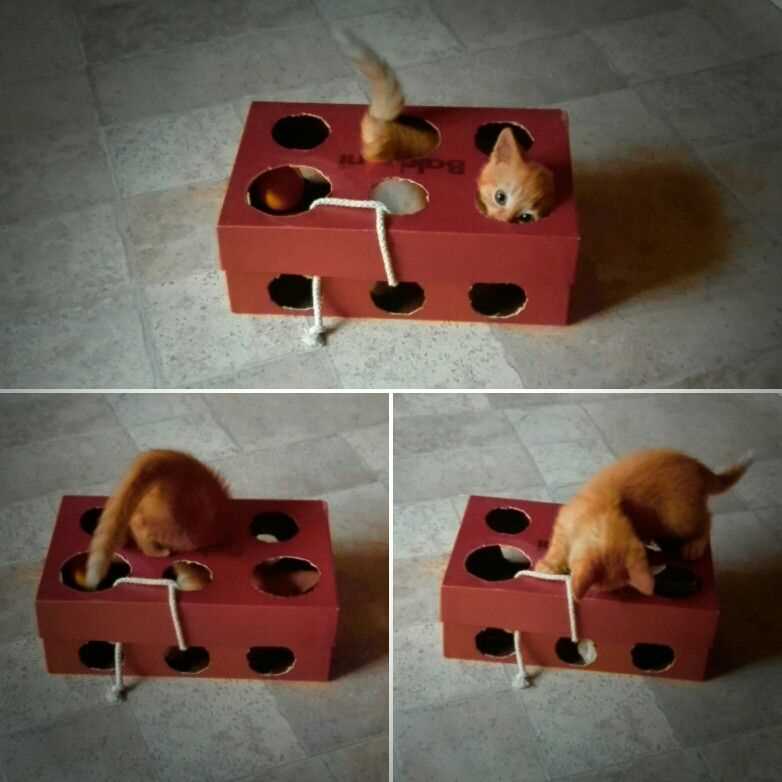 Как выбрать самые лучшие игрушки для котят: полезные советы владельцам