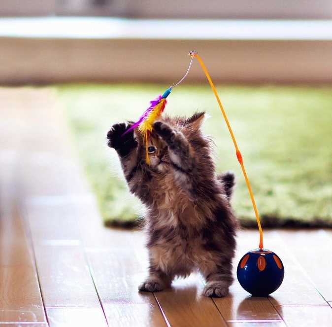 Игрушки для удовлетворения инстинкта охоты