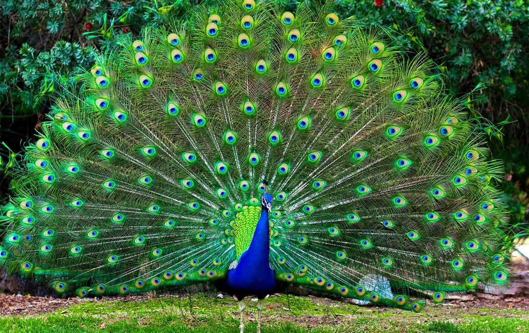Павлин самец и самка: как отличить и как выглядят
