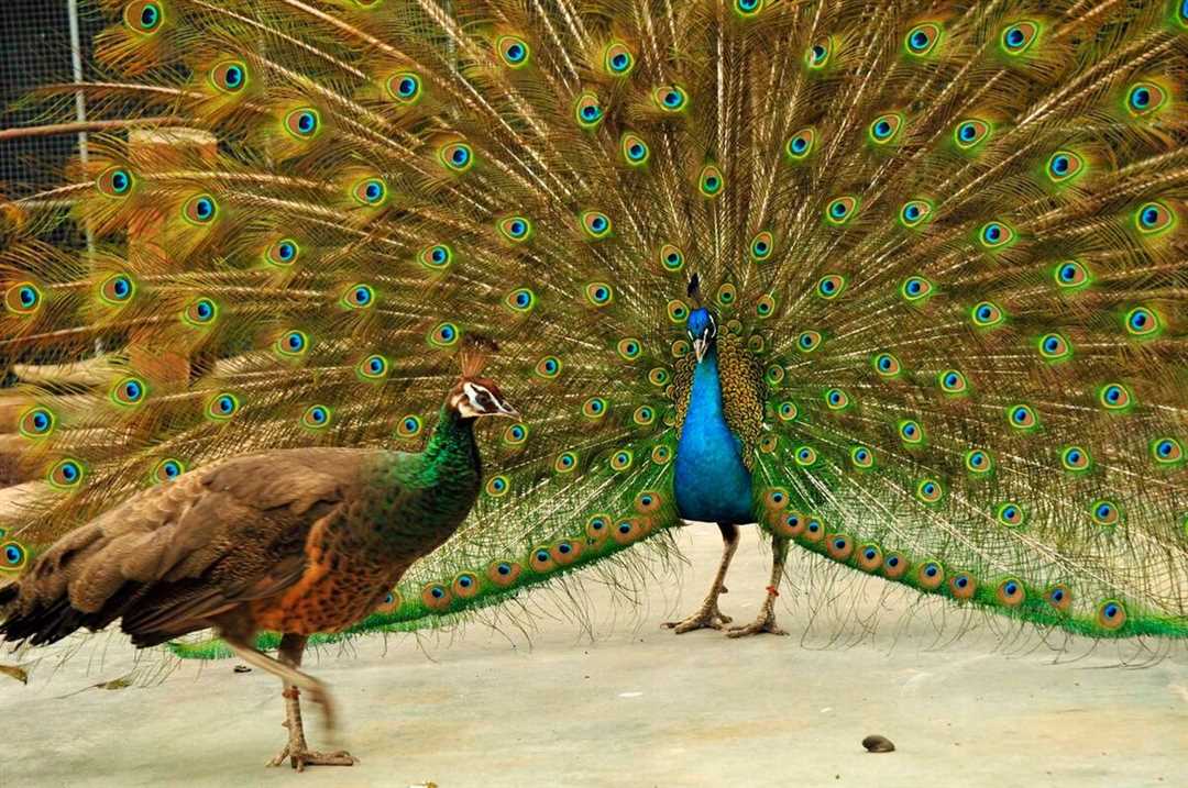 Как выглядит павлин