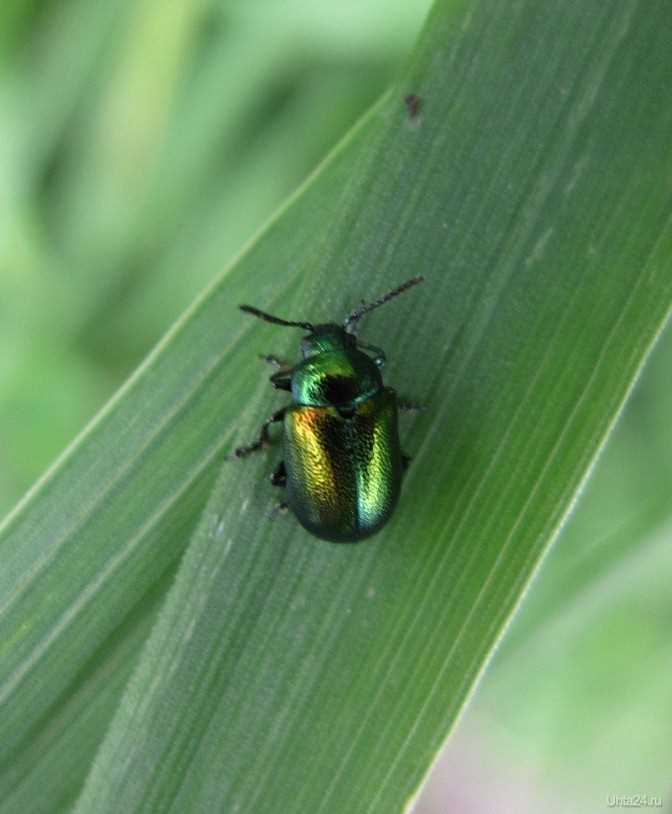 Как выглядит светлячок