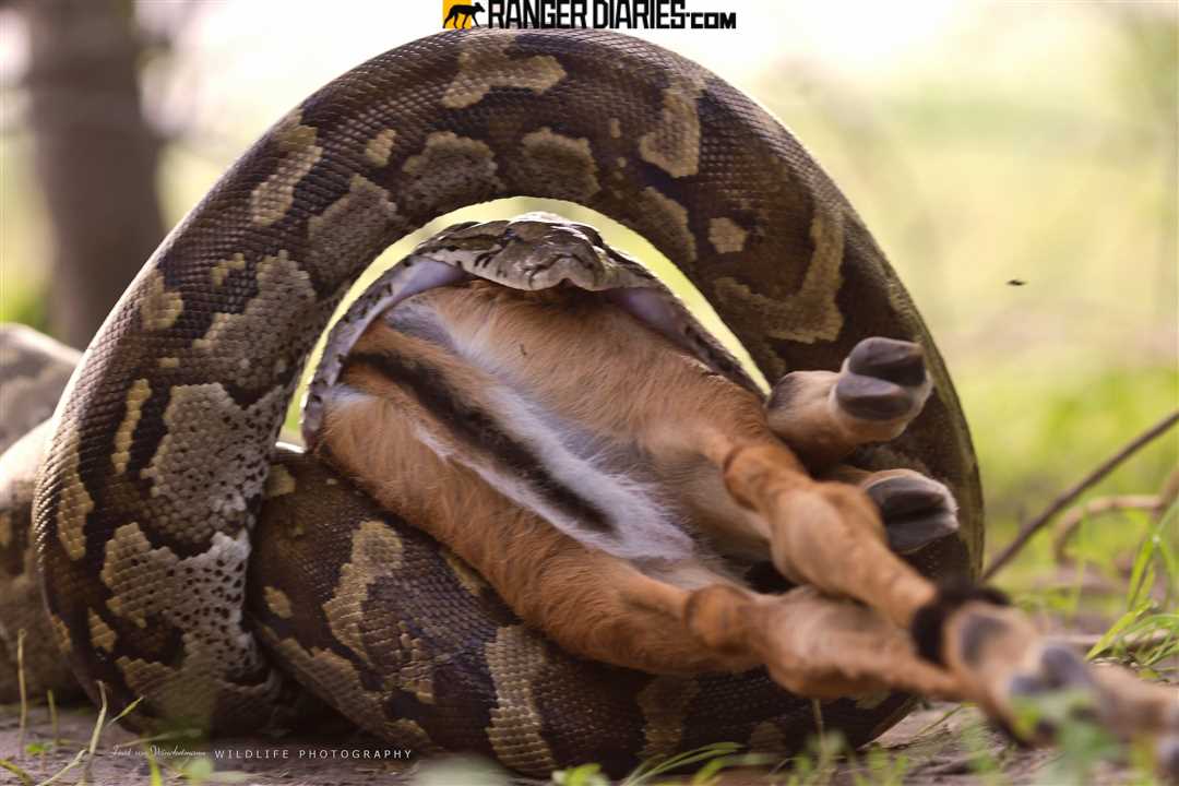 Питоны и удавы